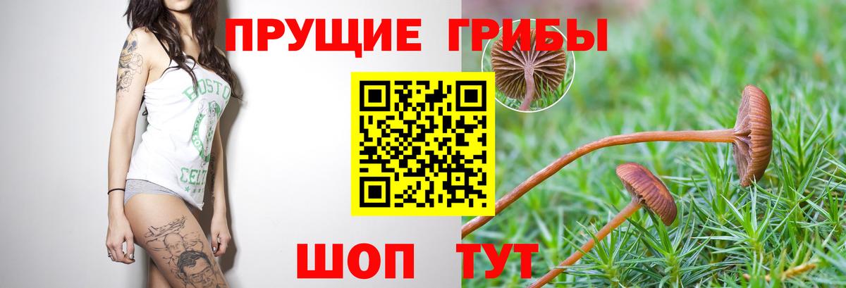 Черняховск  как найти наркотики  Вход с VPN  Псилоцибиновые грибы ЛСД 